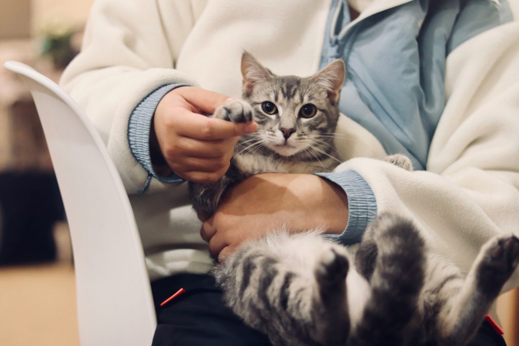 Котка стояща в скута на ветеринарен лекар по време на прегледа й във ветеринарната практика